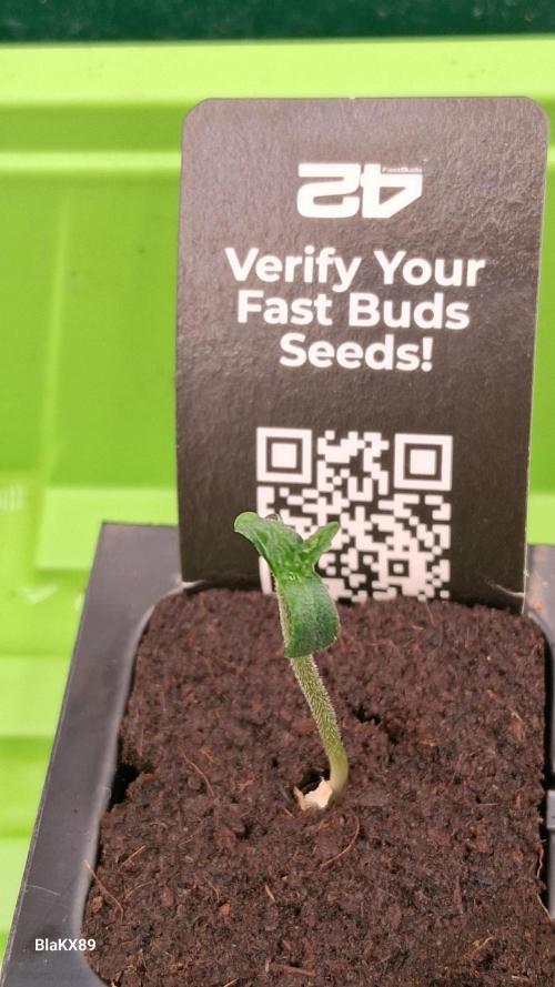 Banana Purple Punch Auto RF3 Fastbuds. Week 0