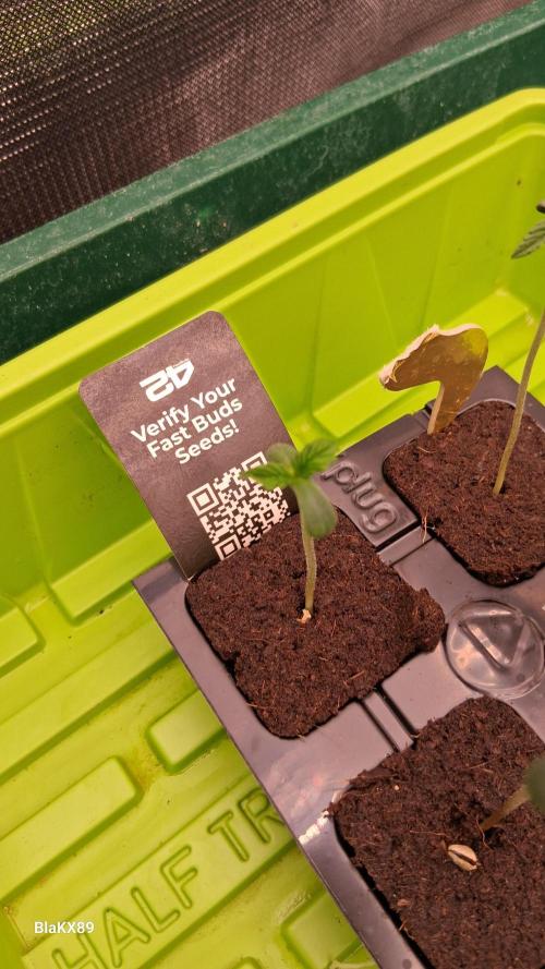 Banana Purple Punch Auto RF3 Fastbuds. Week 0