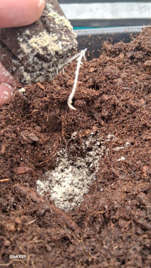 Banana Purple Punch Auto RF3 Fastbuds. Week 0