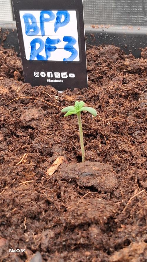 Banana Purple Punch Auto RF3 Fastbuds. Week 0