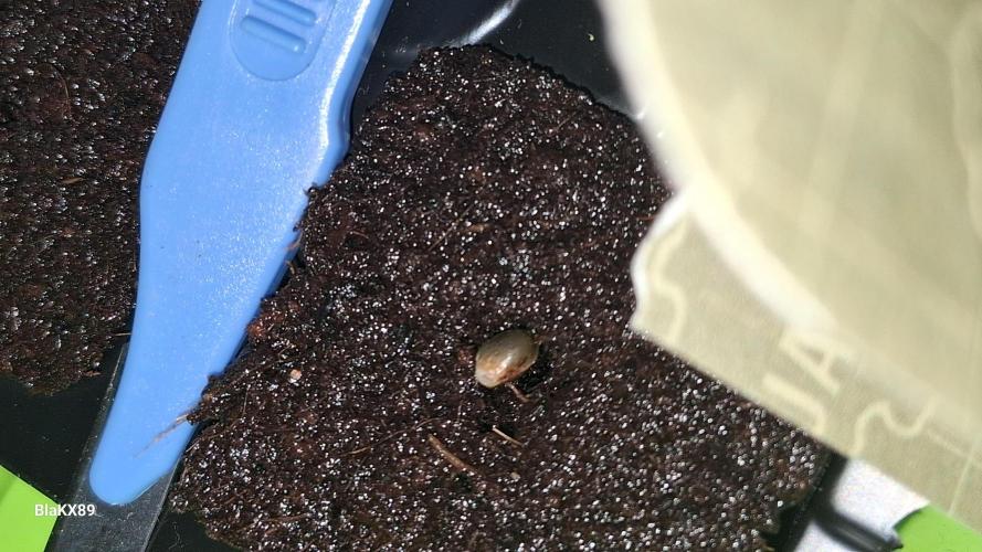 Auto | Dr. Zaius OG from V-Buds. Week 0