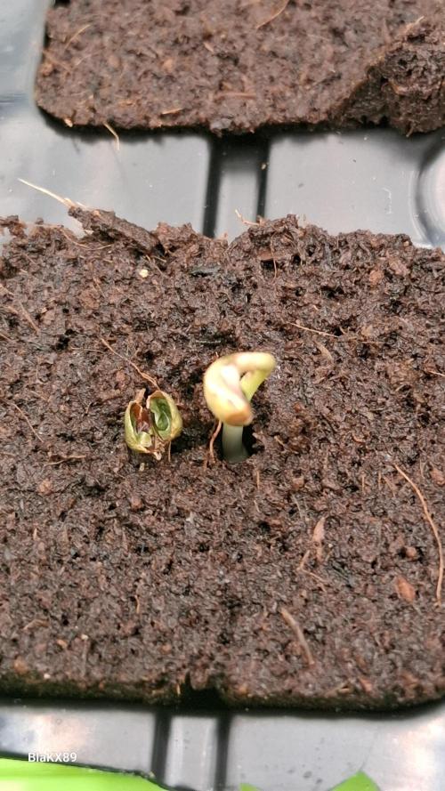 Auto | Dr. Zaius OG from V-Buds. Week 0