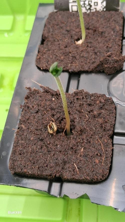 Auto | Dr. Zaius OG from V-Buds. Week 0