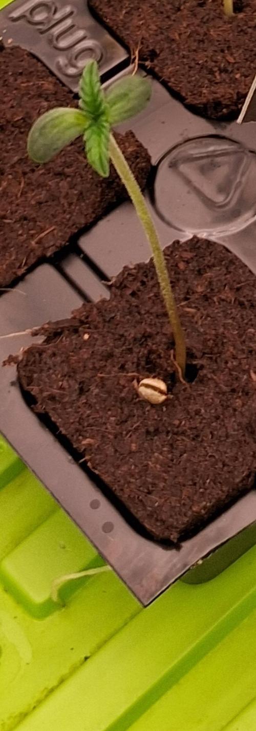 Auto | Dr. Zaius OG from V-Buds. Week 0