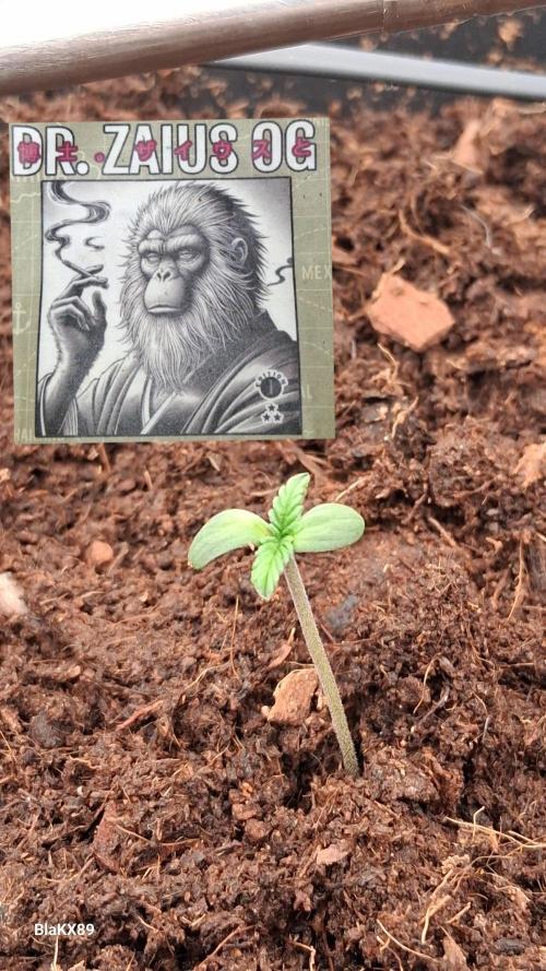 Auto | Dr. Zaius OG from V-Buds. Week 0
