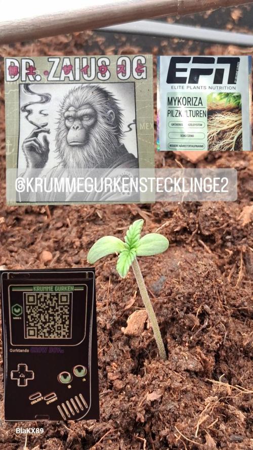 Auto | Dr. Zaius OG from V-Buds. Week 0