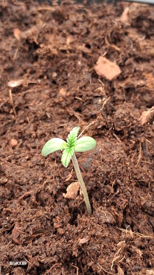 Auto | Dr. Zaius OG from V-Buds. Week 0