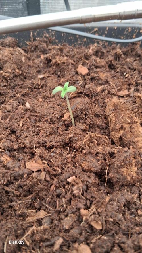 Auto | Dr. Zaius OG from V-Buds. Week 0