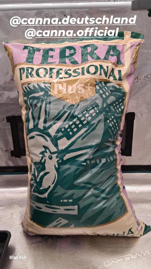 Auto | Dr. Zaius OG from V-Buds. Week 0