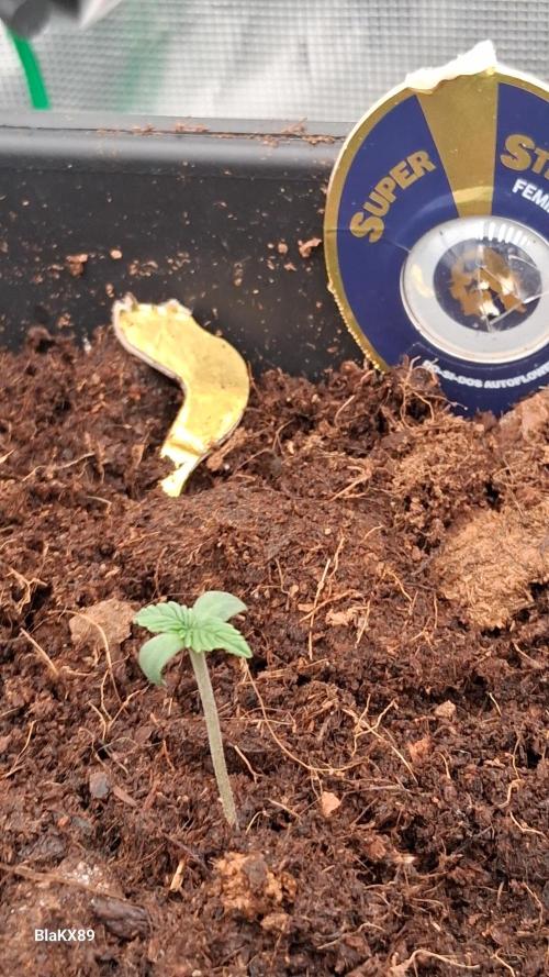 Super Strains Do-Si-Dos Auto & Hy-Pro. Week 0