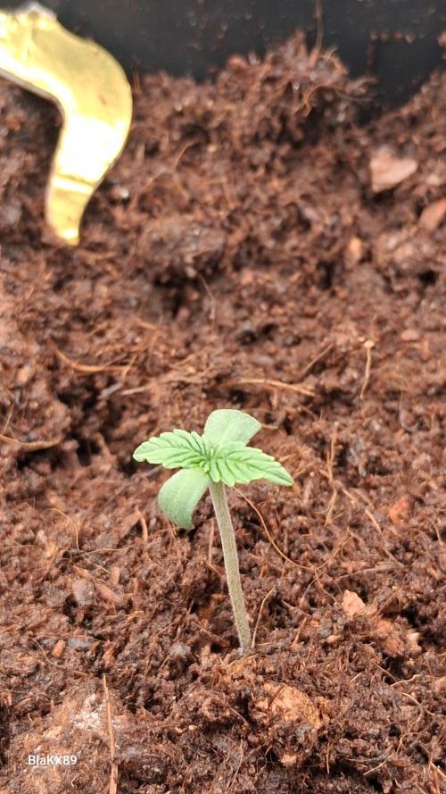 Super Strains Do-Si-Dos Auto & Hy-Pro. Week 0