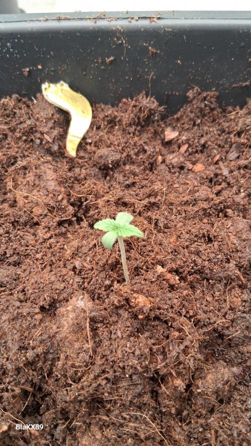 Super Strains Do-Si-Dos Auto & Hy-Pro. Week 0