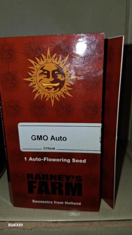 GMO Auto Barneys Farm. Week 0
