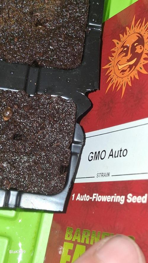 GMO Auto Barneys Farm. Week 0