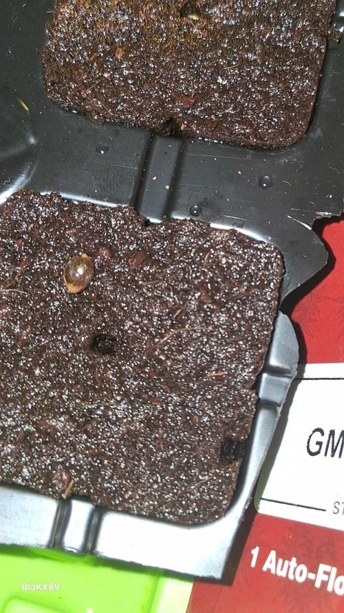 GMO Auto Barneys Farm. Week 0