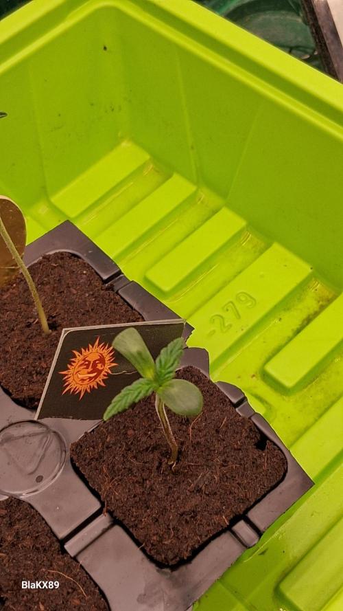 GMO Auto Barneys Farm. Week 0