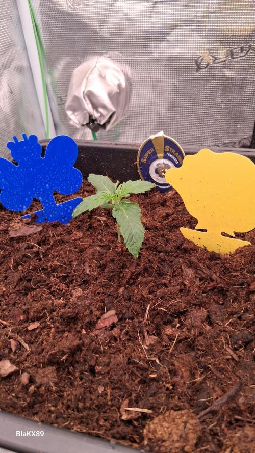 Super Strains Do-Si-Dos Auto & Hy-Pro. Week 1