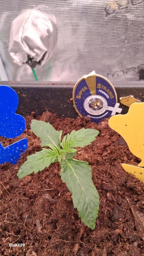 Super Strains Do-Si-Dos Auto & Hy-Pro. Week 1