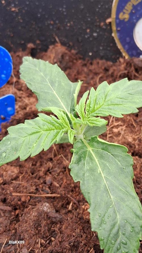 Super Strains Do-Si-Dos Auto & Hy-Pro. Week 1