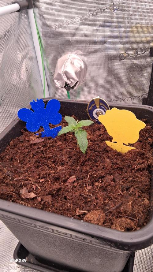 Super Strains Do-Si-Dos Auto & Hy-Pro. Week 1