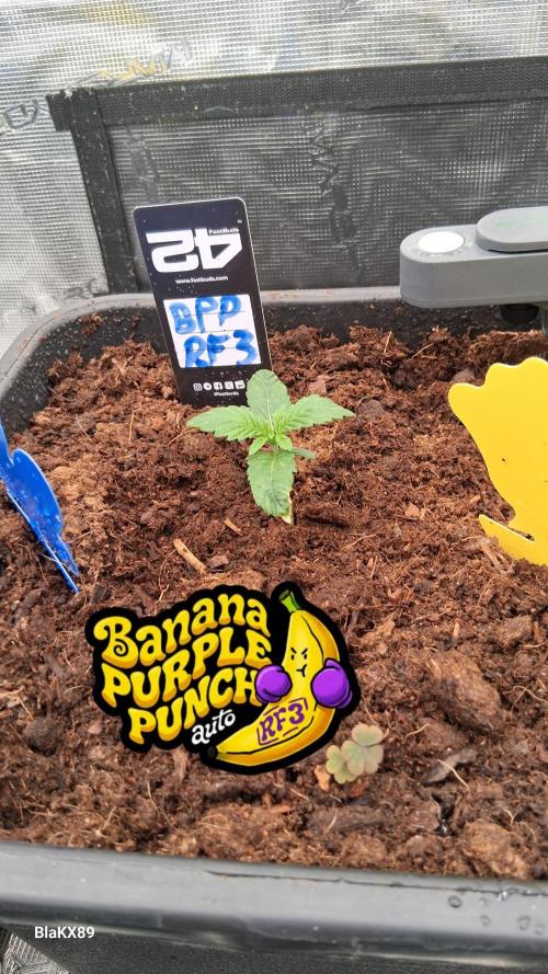 Banana Purple Punch Auto RF3 Fastbuds. Week 1