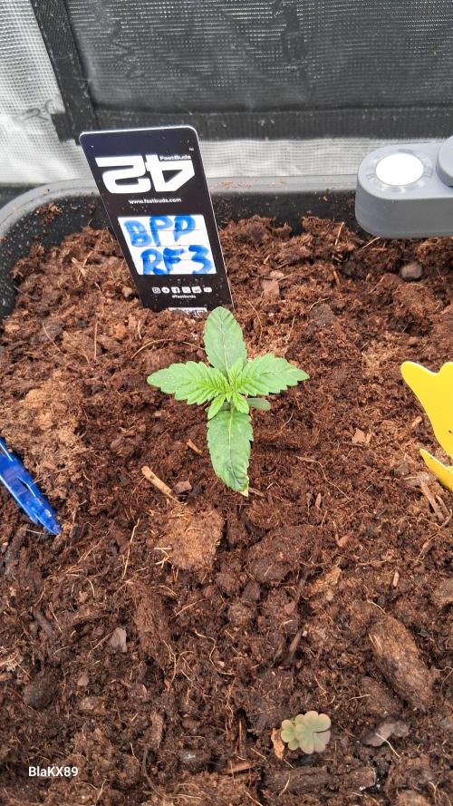 Banana Purple Punch Auto RF3 Fastbuds. Week 1