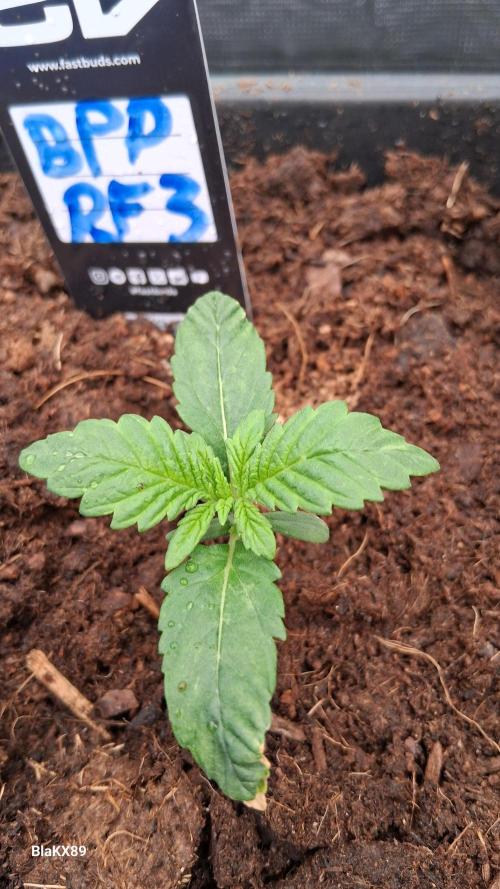 Banana Purple Punch Auto RF3 Fastbuds. Week 1
