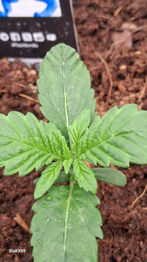 Banana Purple Punch Auto RF3 Fastbuds. Week 1