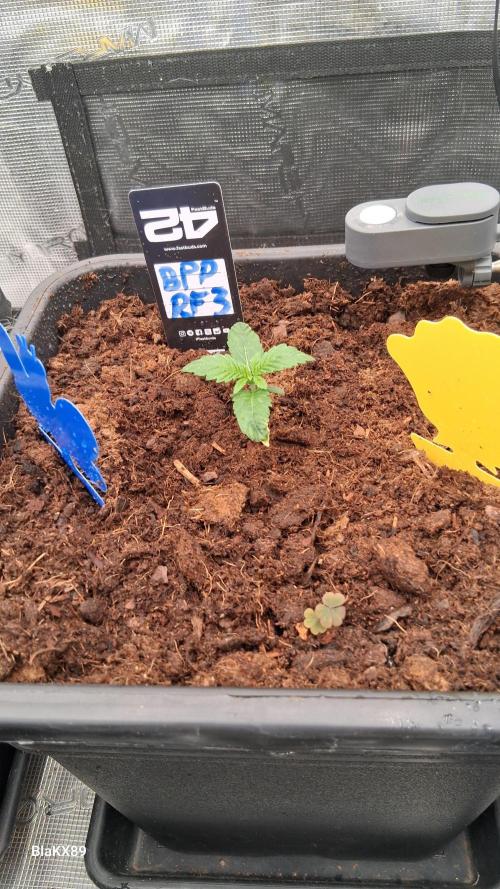 Banana Purple Punch Auto RF3 Fastbuds. Week 1