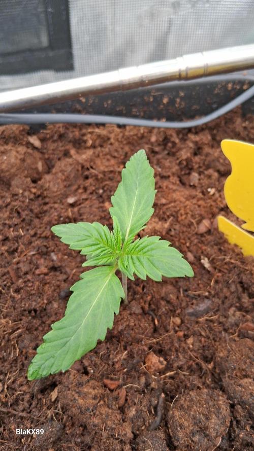 Auto | Dr. Zaius OG from V-Buds. Week 1
