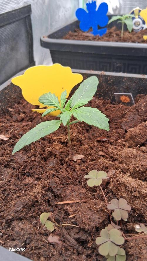 GMO Auto Barneys Farm. Week 1