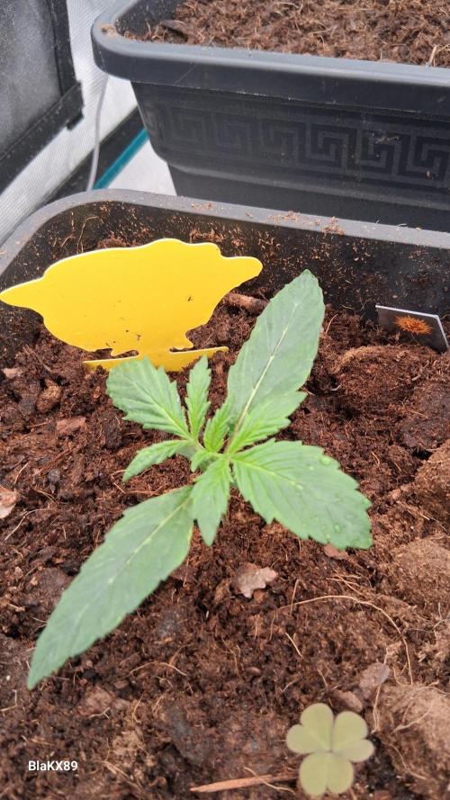 GMO Auto Barneys Farm. Week 1