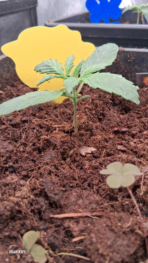 GMO Auto Barneys Farm. Week 1