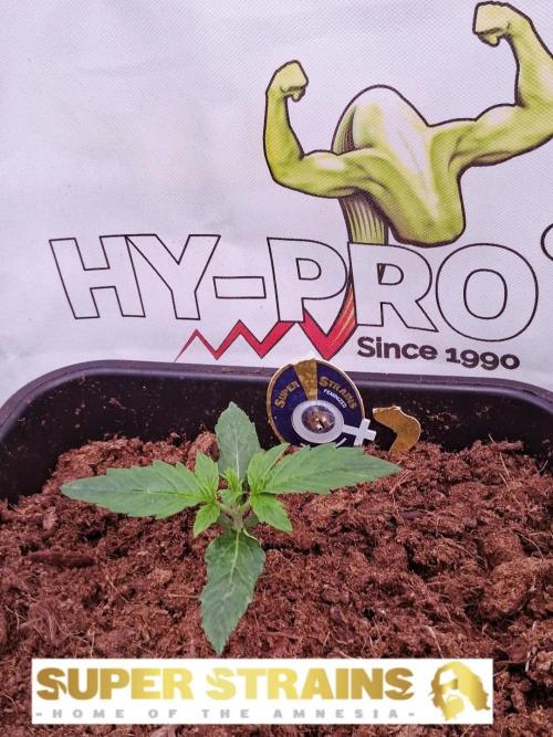 Super Strains Do-Si-Dos Auto & Hy-Pro. Week 1