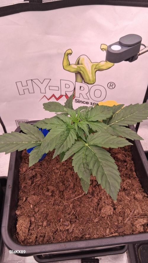 Super Strains Do-Si-Dos Auto & Hy-Pro. Week 2