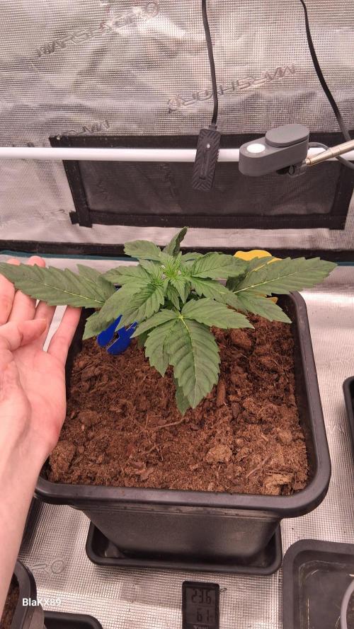 Super Strains Do-Si-Dos Auto & Hy-Pro. Week 2