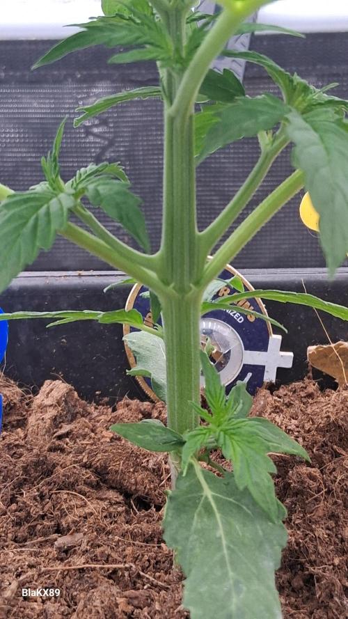 Super Strains Do-Si-Dos Auto & Hy-Pro. Week 2