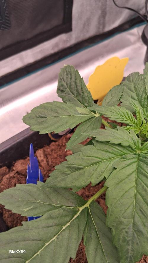 Super Strains Do-Si-Dos Auto & Hy-Pro. Week 2