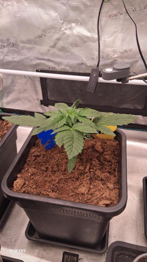 Super Strains Do-Si-Dos Auto & Hy-Pro. Week 2