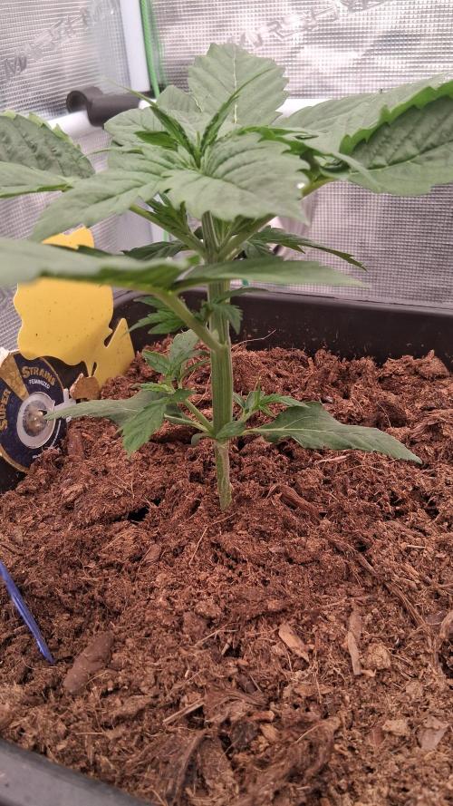 Super Strains Do-Si-Dos Auto & Hy-Pro. Week 2