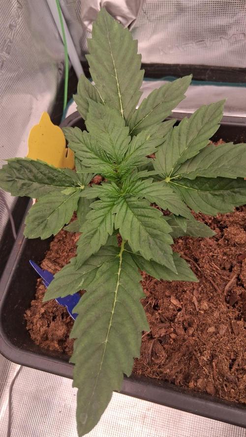 Super Strains Do-Si-Dos Auto & Hy-Pro. Week 2