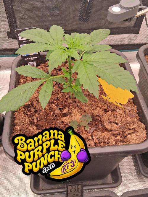 Banana Purple Punch Auto RF3 Fastbuds. Week 2