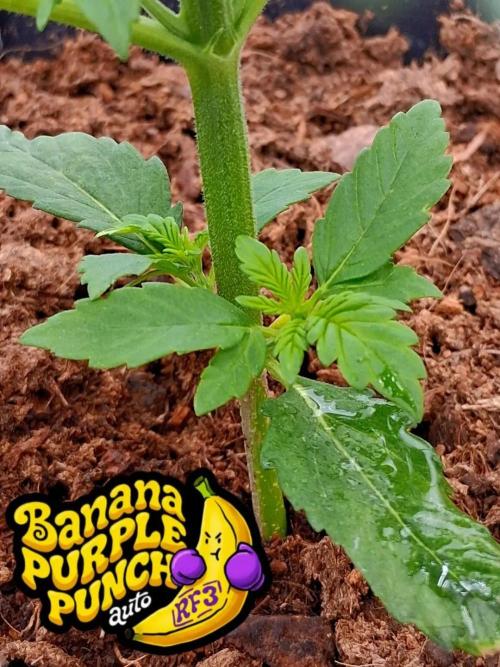 Banana Purple Punch Auto RF3 Fastbuds. Week 2