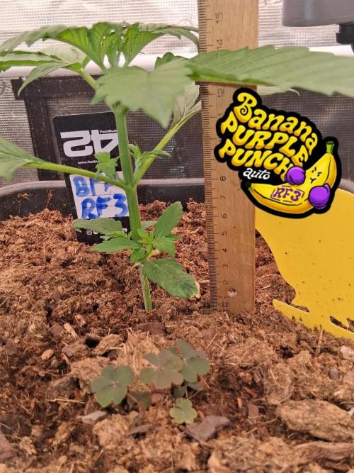 Banana Purple Punch Auto RF3 Fastbuds. Week 2