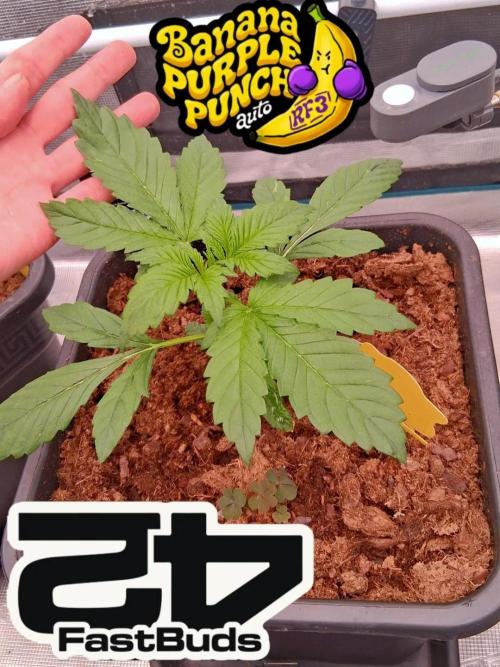 Banana Purple Punch Auto RF3 Fastbuds. Week 2