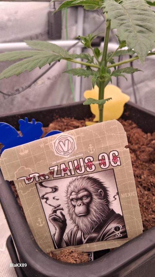 Auto | Dr. Zaius OG from V-Buds. Week 2