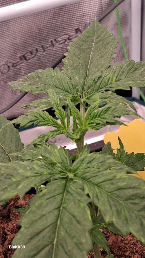 Auto | Dr. Zaius OG from V-Buds. Week 2