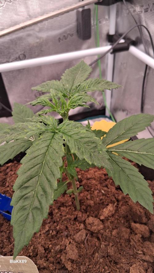 Auto | Dr. Zaius OG from V-Buds. Week 2