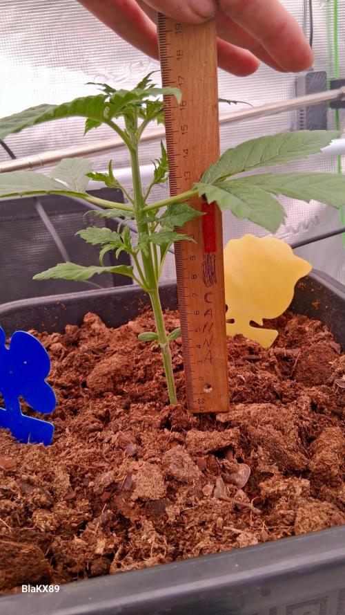 Auto | Dr. Zaius OG from V-Buds. Week 2
