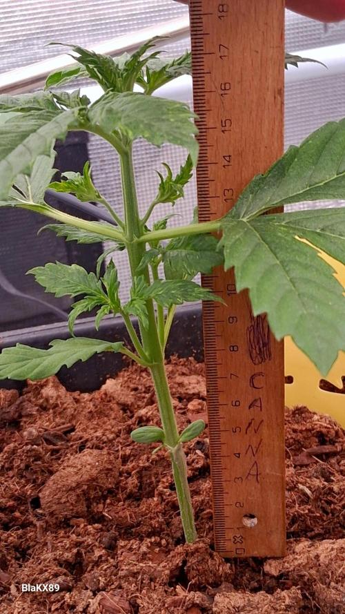 Auto | Dr. Zaius OG from V-Buds. Week 2